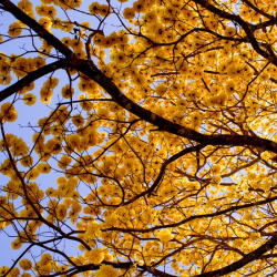 Arboles en otoño