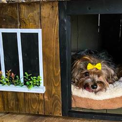 Cabañas para perritos