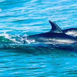 Ballena Tour