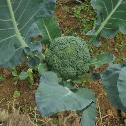 Moras Farm