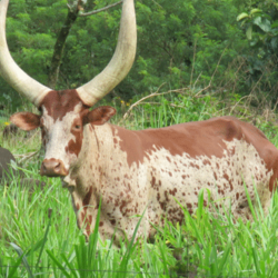 FINCA UJARRÁS