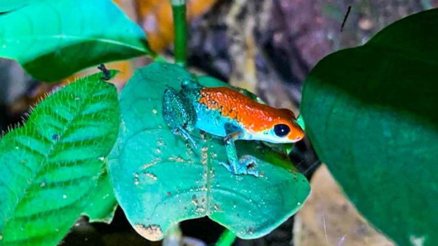 Isla Violin Eco Lodge