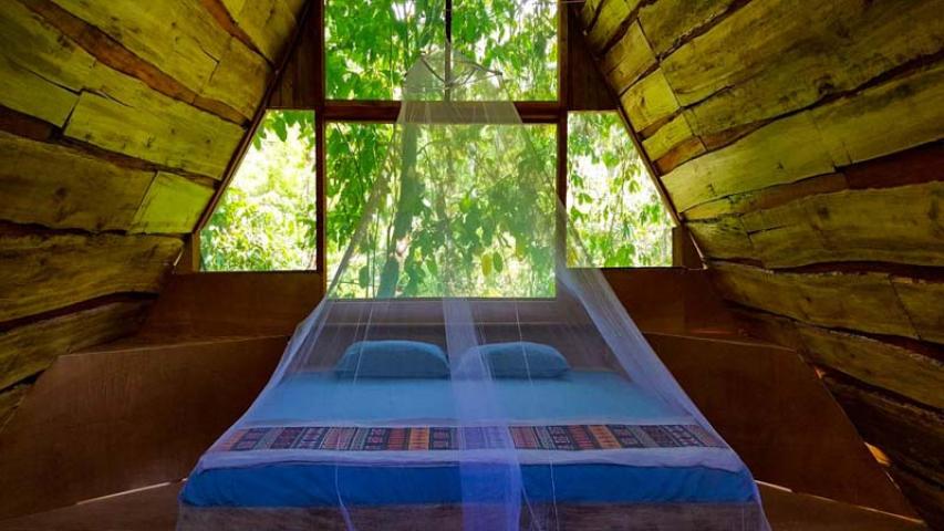 Calathea Drake Lodge