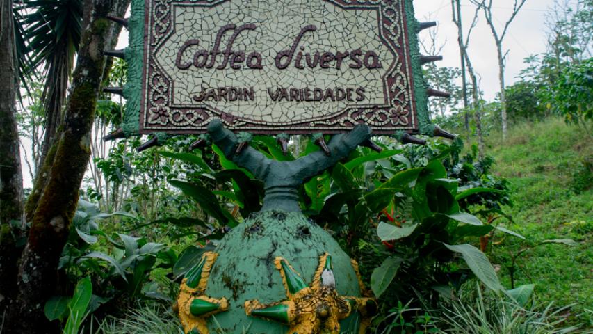 JARDÍN DE VARIEDADES COFFEA DIVERSA