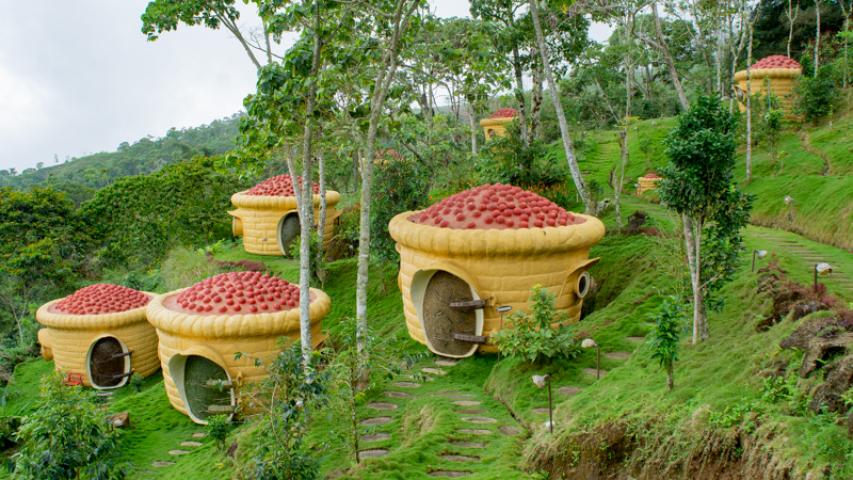 JARDÍN DE VARIEDADES COFFEA DIVERSA