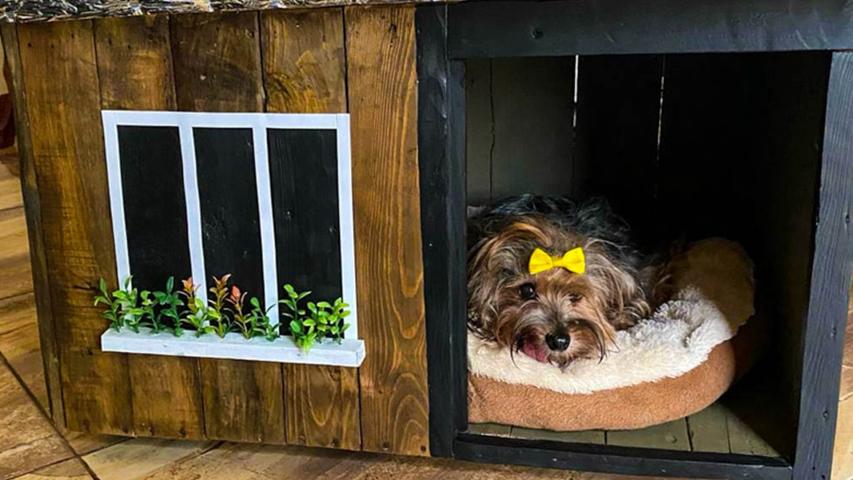 Cabañas para perritos