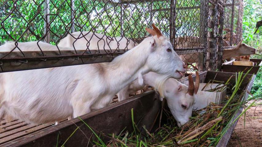 Rancho Rocal
