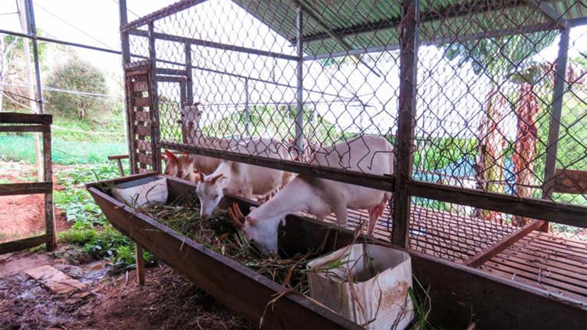 Rancho Rocal