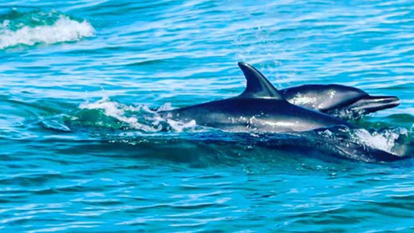 Ballena Tour