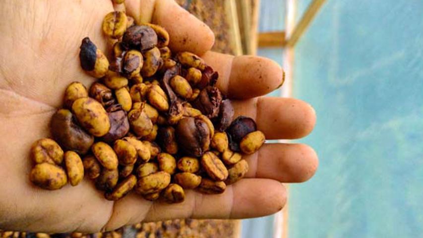 Café Río Nuevo