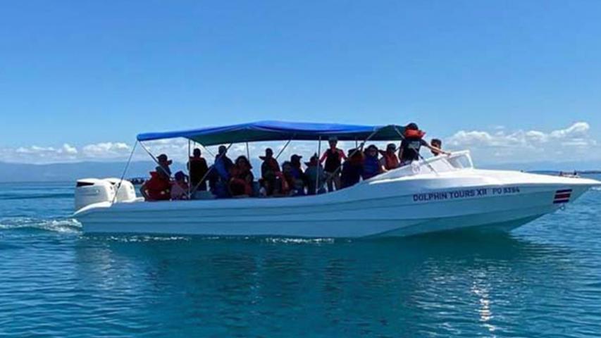 Dolphin Tours