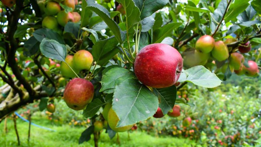 Finca Diversificada Don Fido
