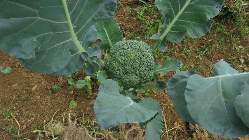 Moras Farm