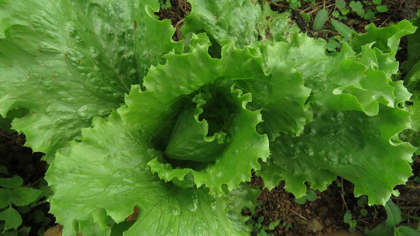 Moras Farm