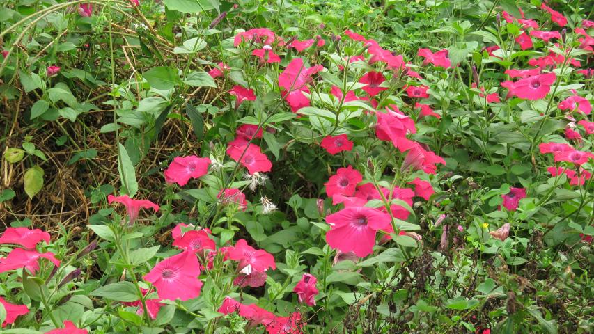 Moras Farm