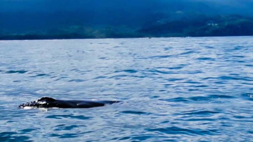 Bahía Ballena Tour
