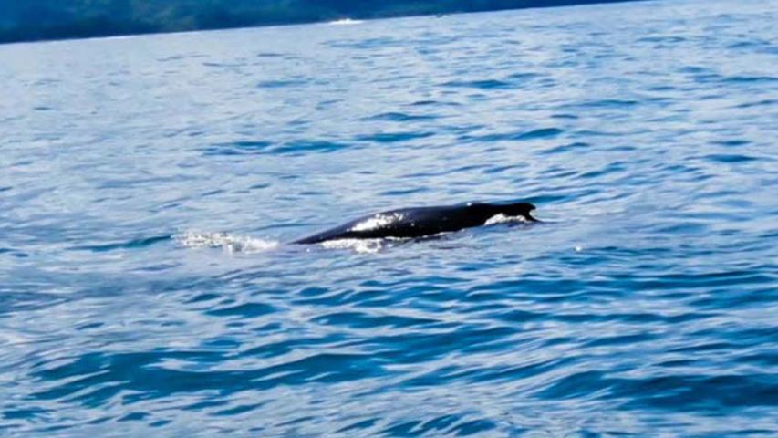 Bahía Ballena Tour