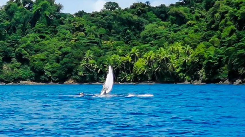 Bahía Ballena Tour