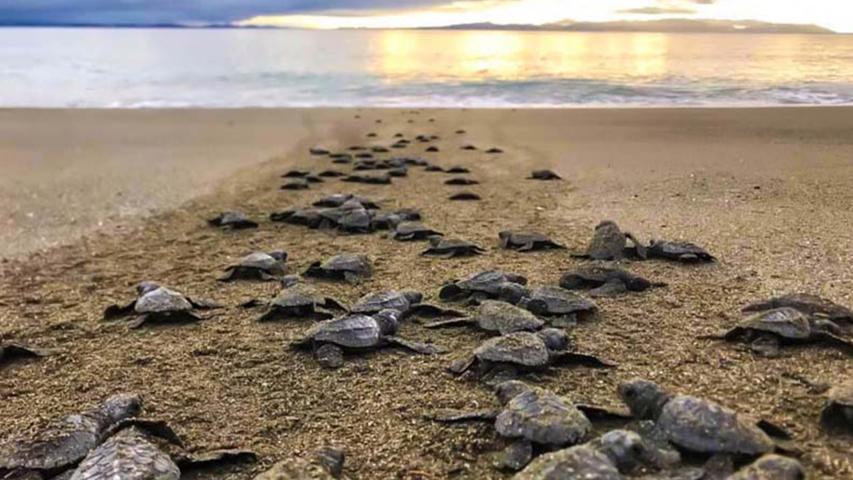 Tortugas Preciosas de Osa-Iniciativas para el Desarrollo Humano Sostenible