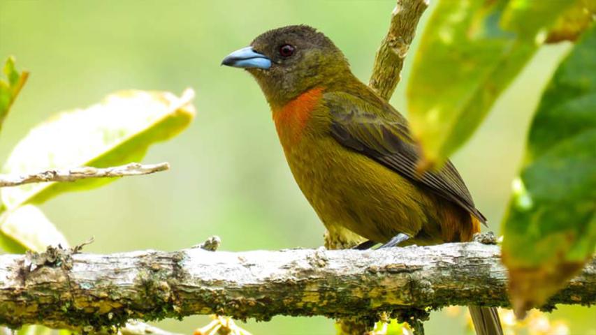 San Gerardo's Birds