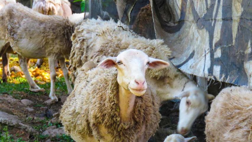 Finca Integral Agroecológica Los Gansos