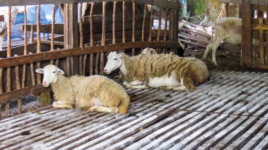 Finca Integral Agroecológica Los Gansos