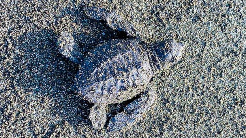 Tortugas Preciosas de Osa-Iniciativas para el Desarrollo Humano Sostenible