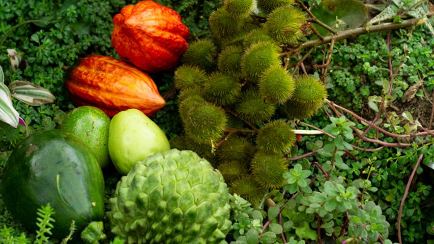 FINCA AVIVA ORGANIC