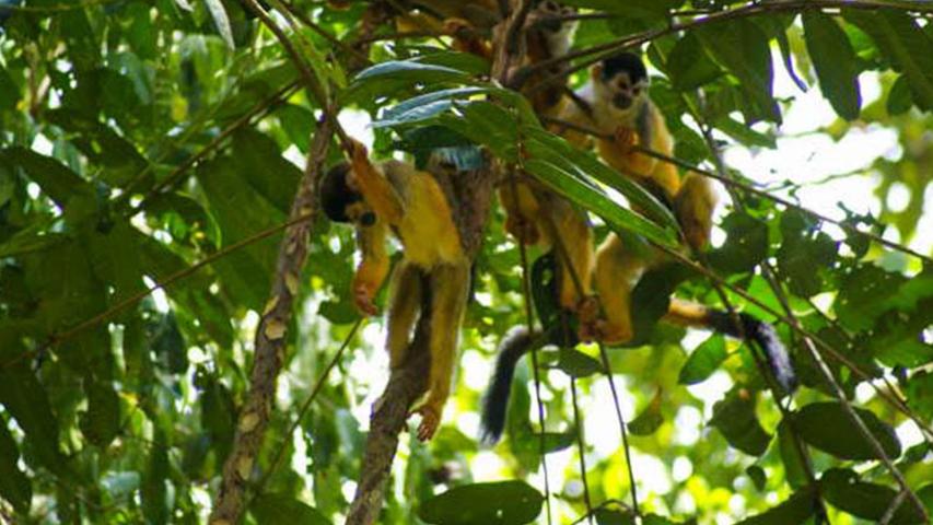 Tour Gaviotas de Osa